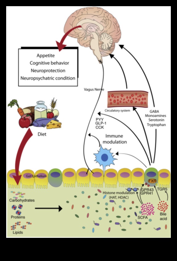 Yüksek Proteinli Diyetler ve Bağırsak-Beyin Ekseni: İki Yönlü Bir İletişim